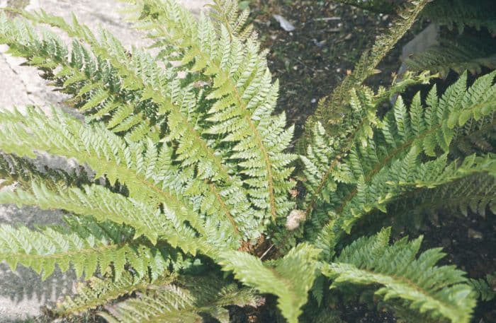 hard shield fern