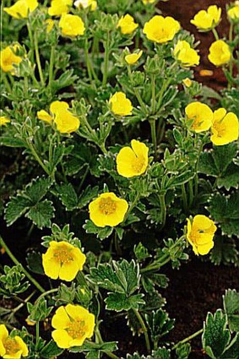 large-flowered cinquefoil