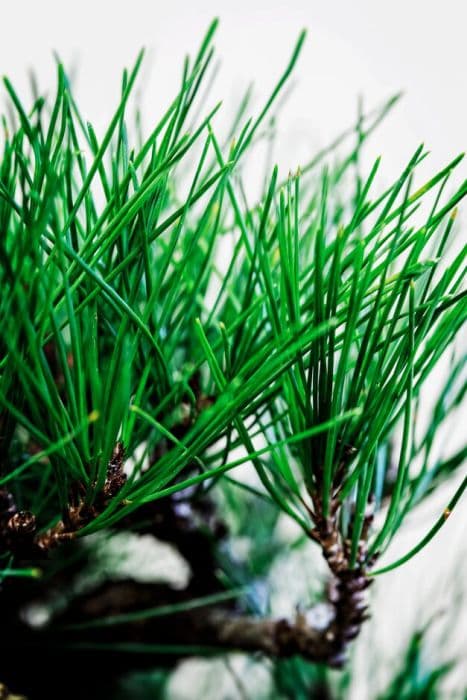 Japanese red pine