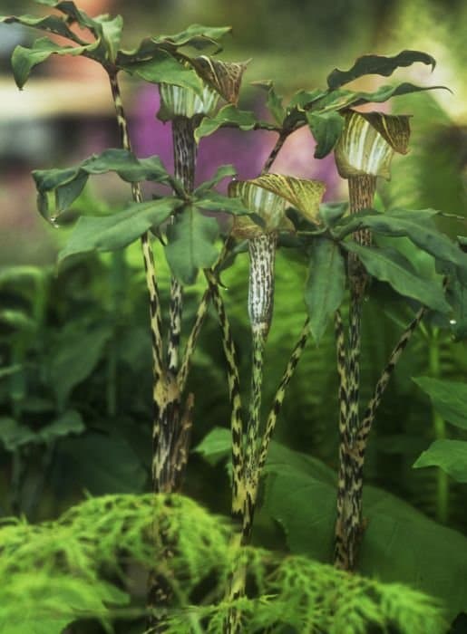 Arisaema ochraceum