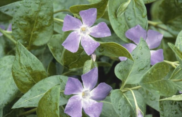 Greater periwinkle