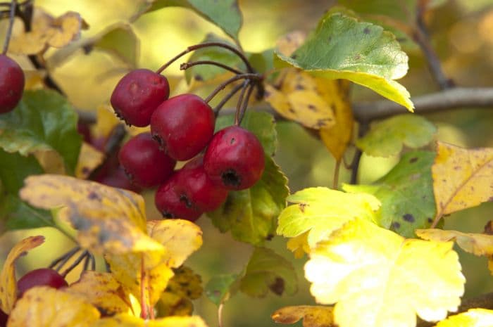 hawthorn 'Gireoudii'