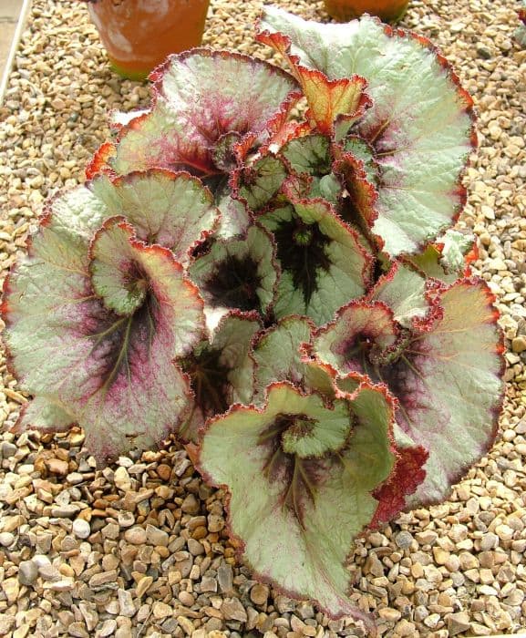 begonia 'Namur'