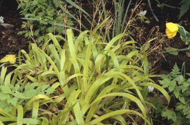 Great wood-rush 'Aurea'