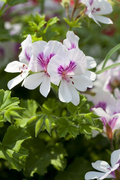 pelargonium 'Imperial Butterfly'