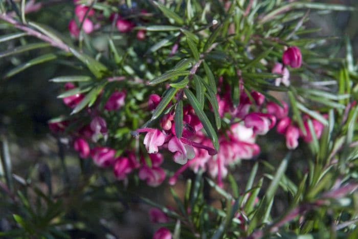 rosemary grevillea 'Jenkinsii'