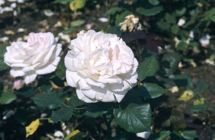 rose 'English Miss'