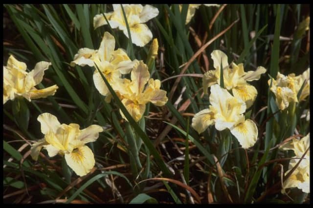 Iris 'Short Order'