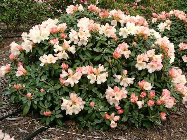 Rhododendron 'Dusty Miller'