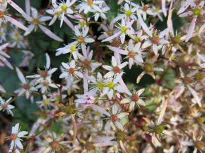 saxifrage 'Pink Haze'