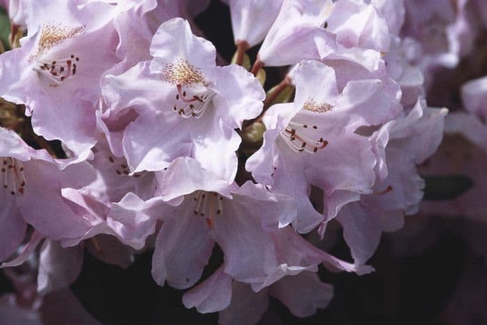 rhododendron 'Bashful'