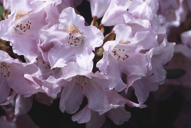 Rhododendron 'Bashful'