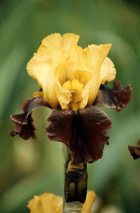 iris 'Dwight Enys'