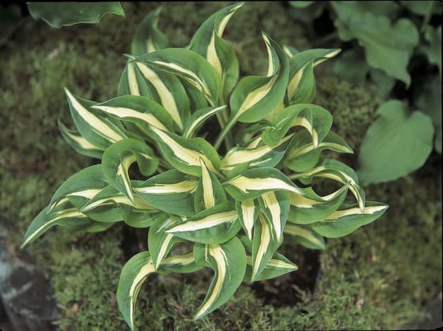 Plantain lily 'Little Caesar'