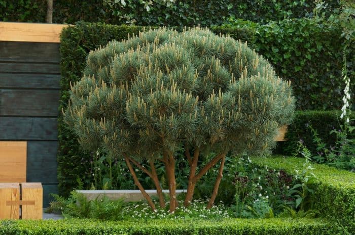 Scots pine 'Watereri'