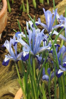 iris 'Clairette'