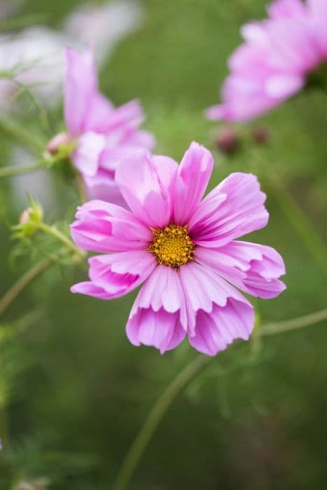 cosmea Razzmatazz Series