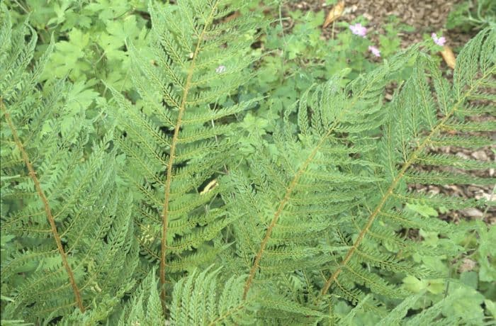 soft shield fern 'Pulcherrimum Bevis'