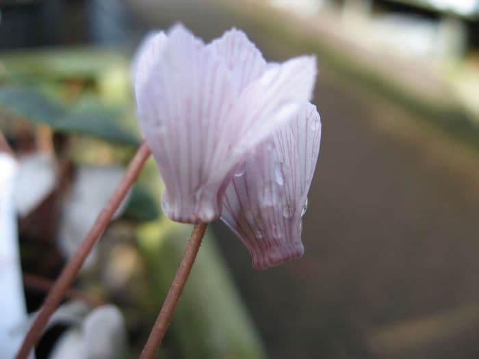 blemish-free cyclamen