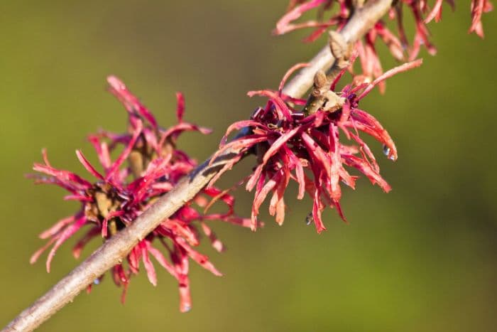 hybrid witch hazel