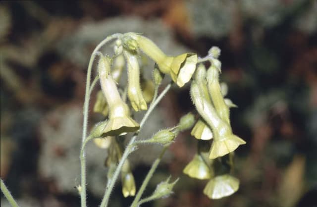 Langsdorff's tobacco plant