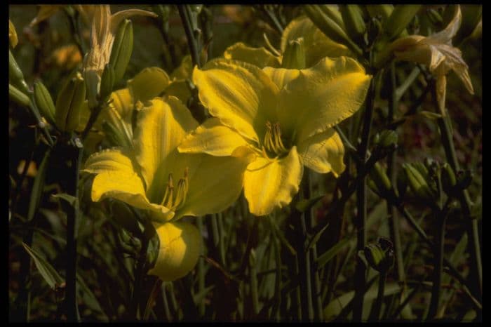 daylily 'Berlin Lemon'