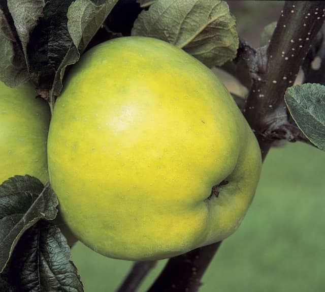 Apple 'Lord Derby'