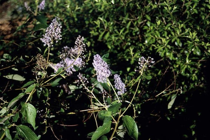 Californian lilac 'Topaze'