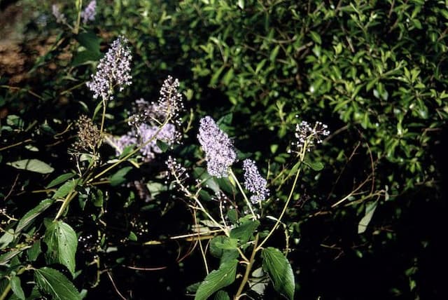 Californian lilac 'Topaze'