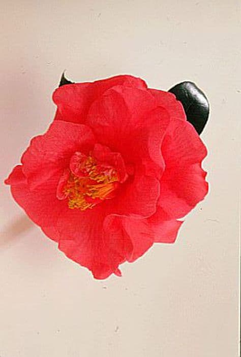 camellia 'R.L. Wheeler'