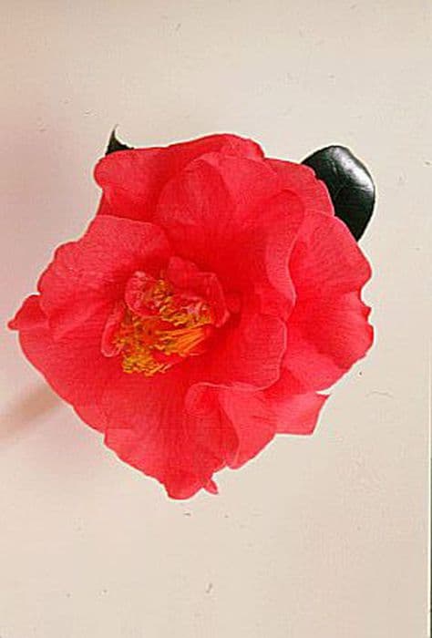 Camellia 'R.L. Wheeler'