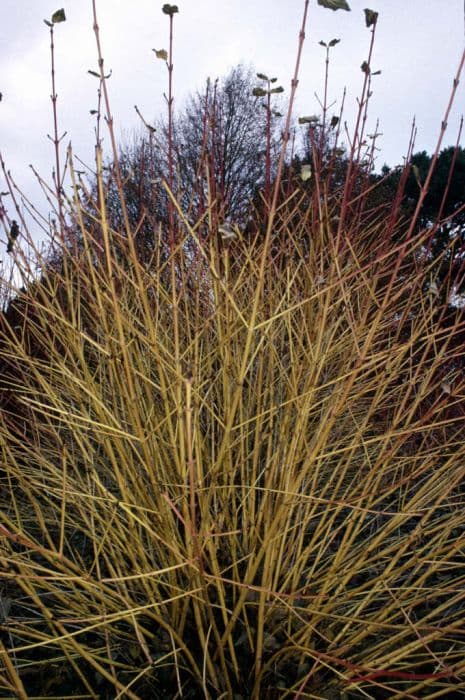 dogwood 'Winter Beauty'