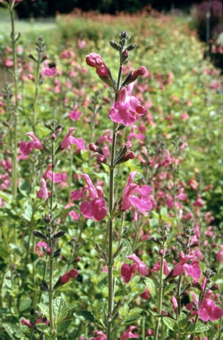 baby sage 'Pink Blush'