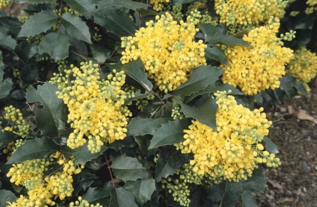 Oregon grape 'Apollo'