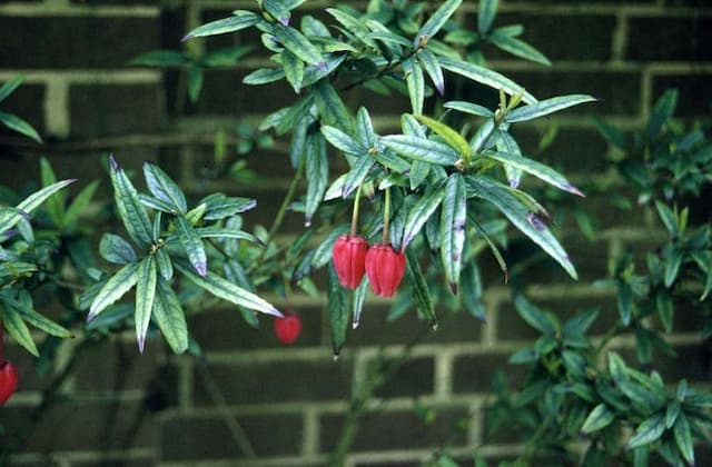 Chile lantern tree