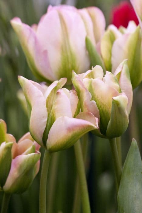 Tulip 'Groenland'