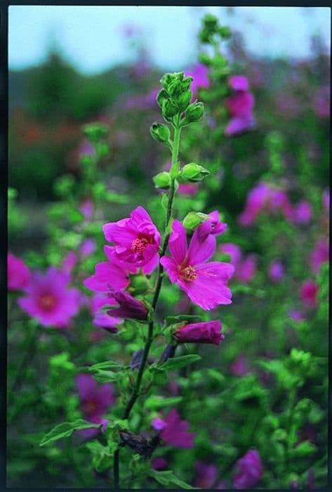 tree mallow 'Burgundy Wine'