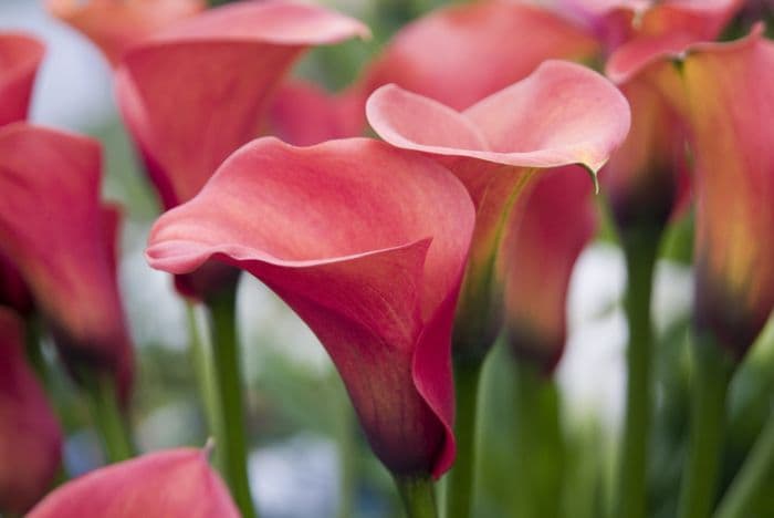 arum lily 'Captain Safari'