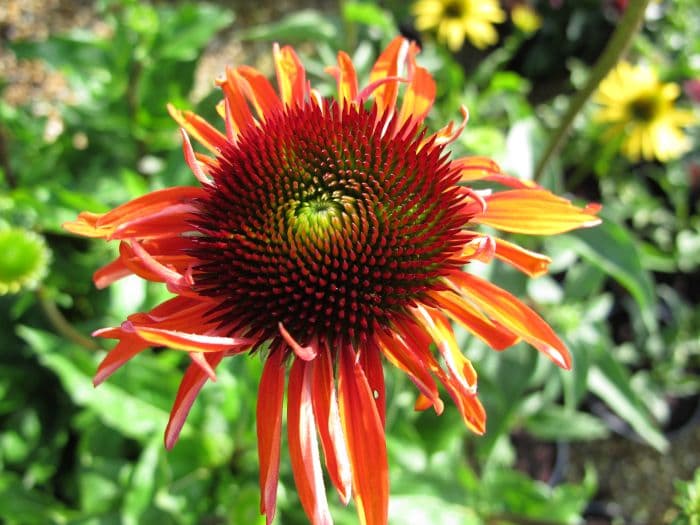 coneflower 'Hot Lava'