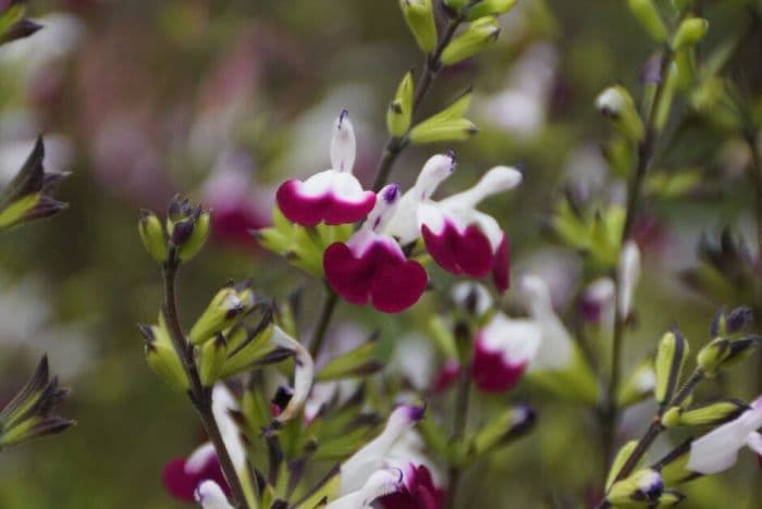 sage 'Amethyst Lips'