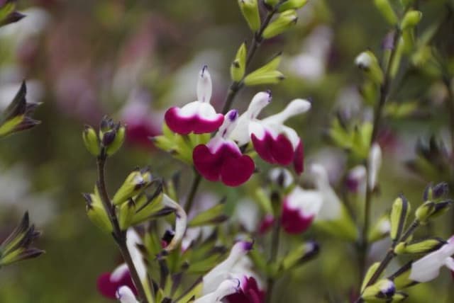 Sage 'Amethyst Lips'