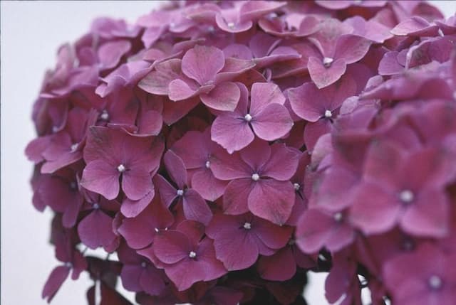 Hydrangea 'Westfalen'