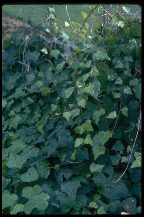 Algerian ivy 'Ravensholst'