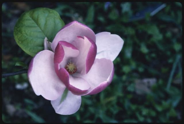 Saucer magnolia 'Lennei'