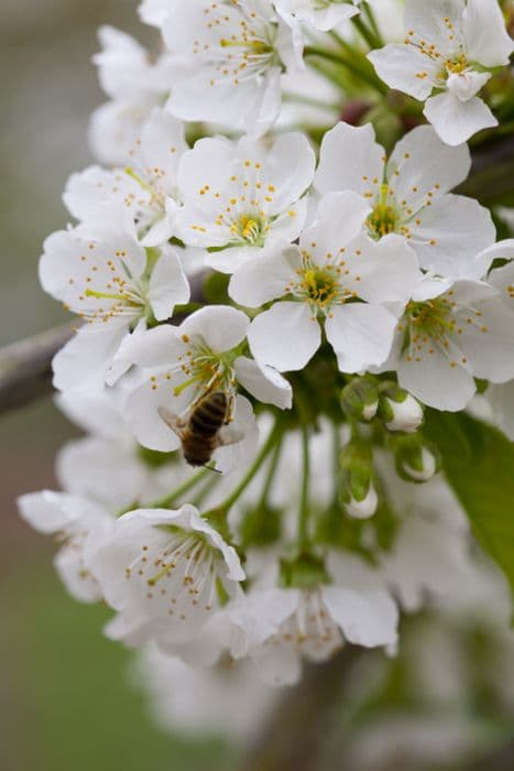 cherry (sweet) 'Sunburst'