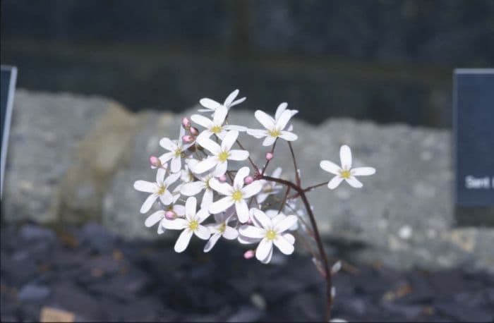 saxifrage 'Kathleen Pinsent'