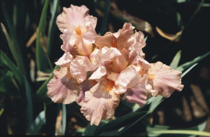 iris 'Strawberry Love'