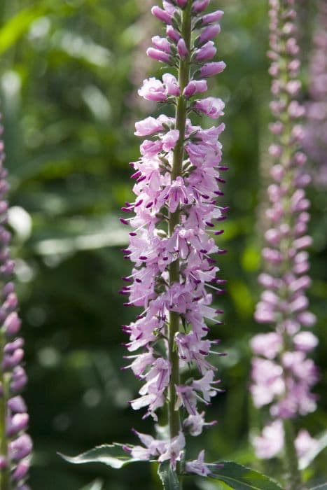 speedwell 'Pink Damask'