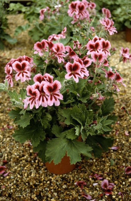 Pelargonium 'Bolero'