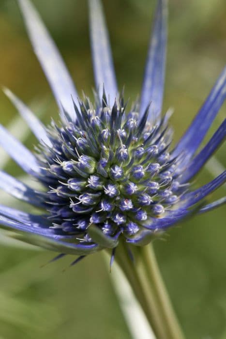 Mediterranean sea holly